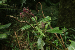 Lobelia robusta