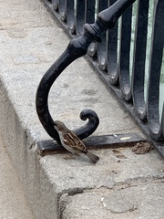 Passer domesticus