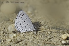 Celastrina idella