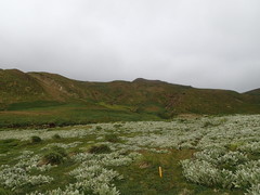 Pleurophyllum hookeri