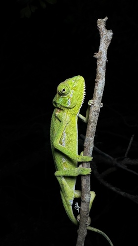 Socotra Chameleon, Chamaeleo monachus