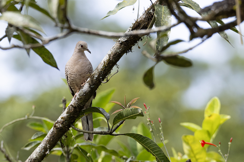 Inca Dove, photo 2 of 10