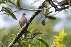 Inca Dove photo 5