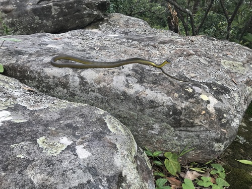 Common Tree Snake sighting