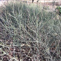 Chloracantha spinosa