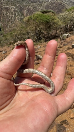 Socotra Night Snake