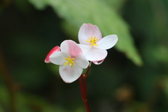 Begonia decandra