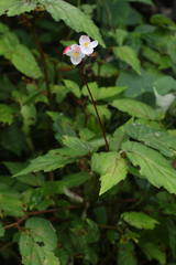 Begonia decandra