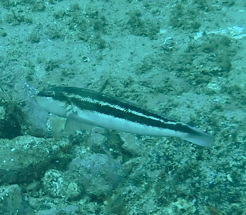 Blue Cod