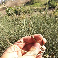 Chloracantha spinosa