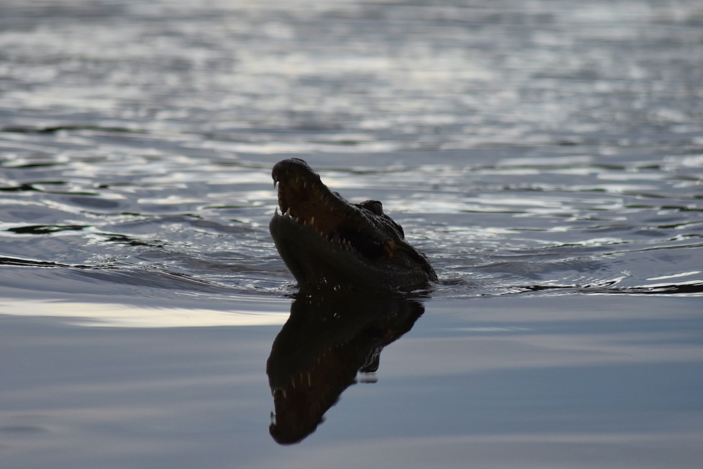 Siamese Crocodile in February 2020 by Martin Walsh · iNaturalist