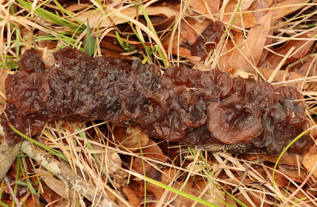 Exidia crenata · March 2026 · photo: © hr_dragonfly (iNaturalist, cc-by-nc)