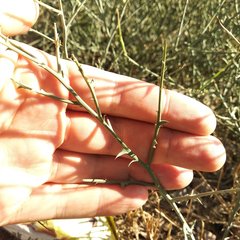 Chloracantha spinosa