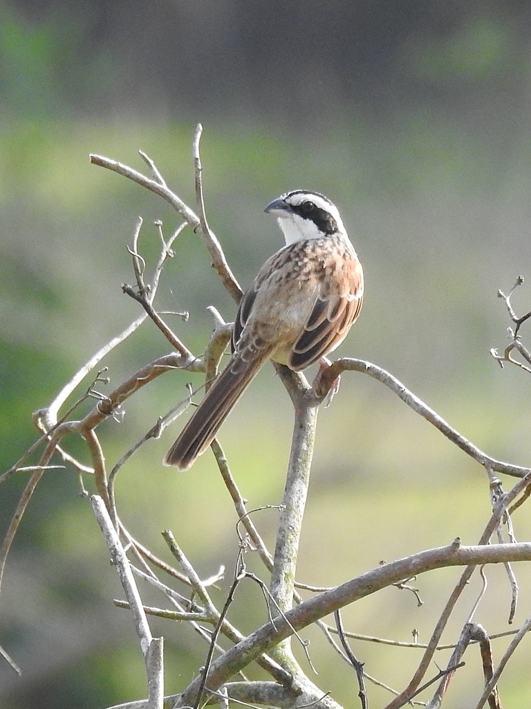 Northern Stripe-headed Sparrow