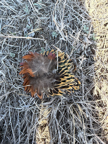Ring-necked Pheasant
