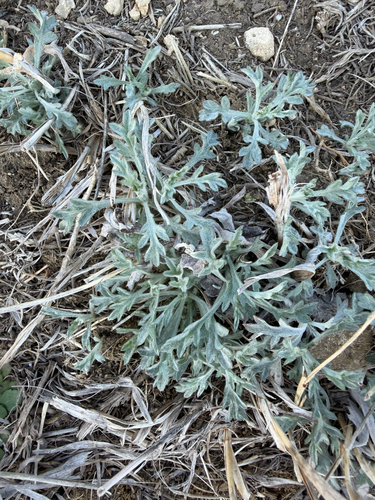 Silver Wormwood