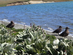 Pleurophyllum hookeri