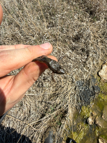Blanchard's Cricket Frog