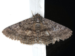 Eudesmeola lawsoni