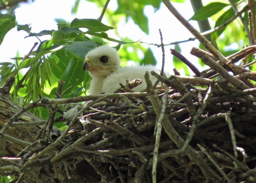 Cooper's Hawk photographed in South Dakota