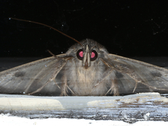 Eudesmeola lawsoni