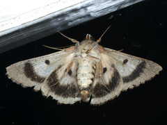 Eudesmeola lawsoni