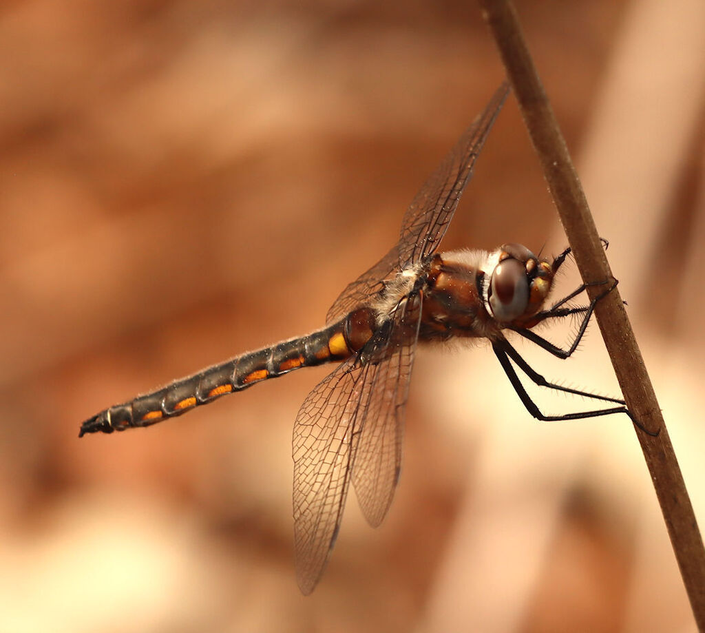 Robust Baskettail