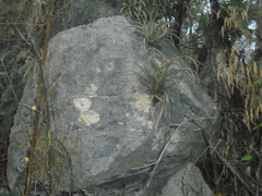Tillandsia capitata