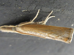 Flavocrambus striatellus