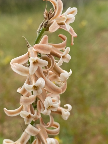 Dipcadi serotinum