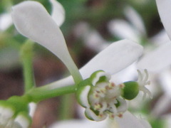 Magnoliopsida