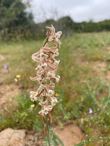 Dipcadi serotinum