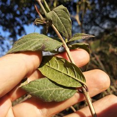 Anisacanthus pumilus