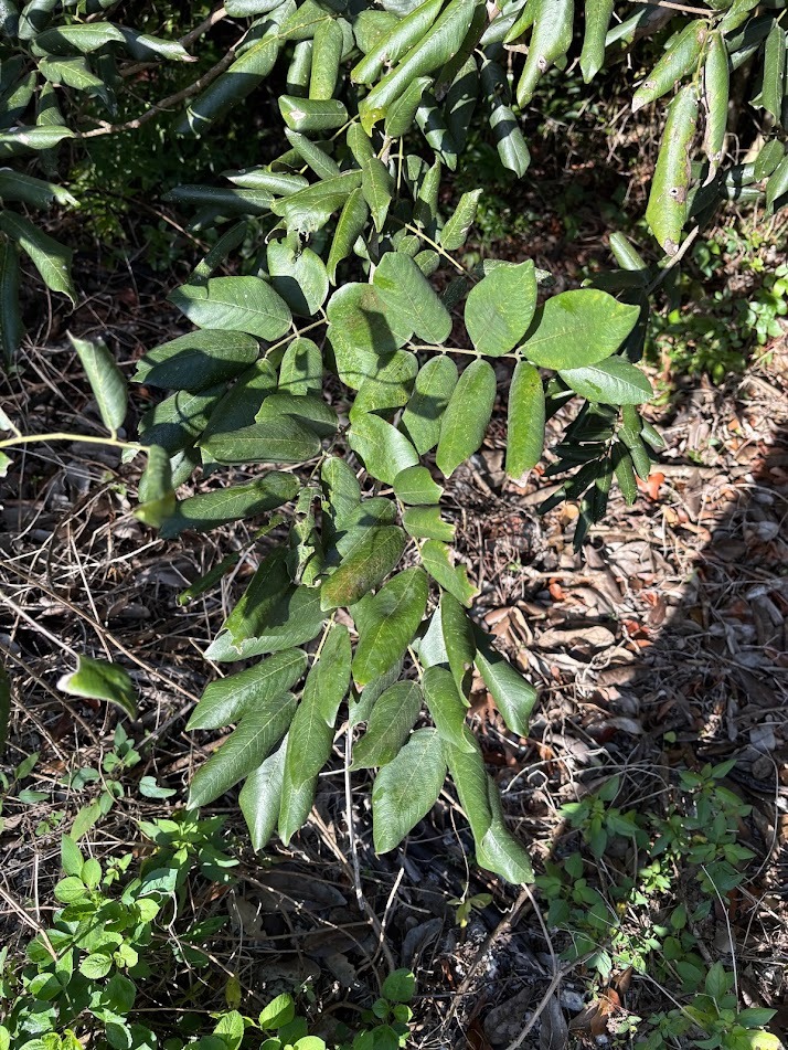Foto de Piscidia piscipula (L.) Sarg.
