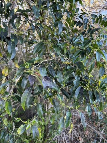 Tawnyberry Holly (Ilex krugiana)