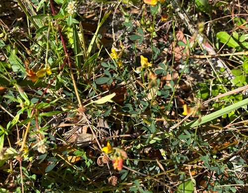 Crotalaria pumila, photograph 1
