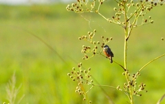 Sporophila palustris