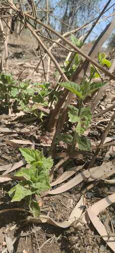 Solanum physalifolium iNat (2)