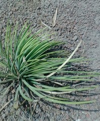 Agave stricta