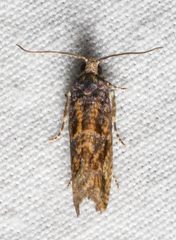 Chimoptesis