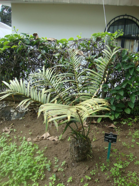 Ceratozamia mixeorum