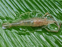Macrobrachium nipponense