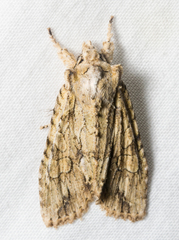 Lithophane disposita