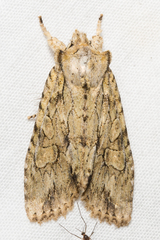 Lithophane disposita