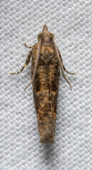 Chimoptesis