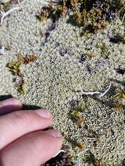 Raoulia hectorii, photograph (c) Irisa Hudson, some rights reserved (CC BY)