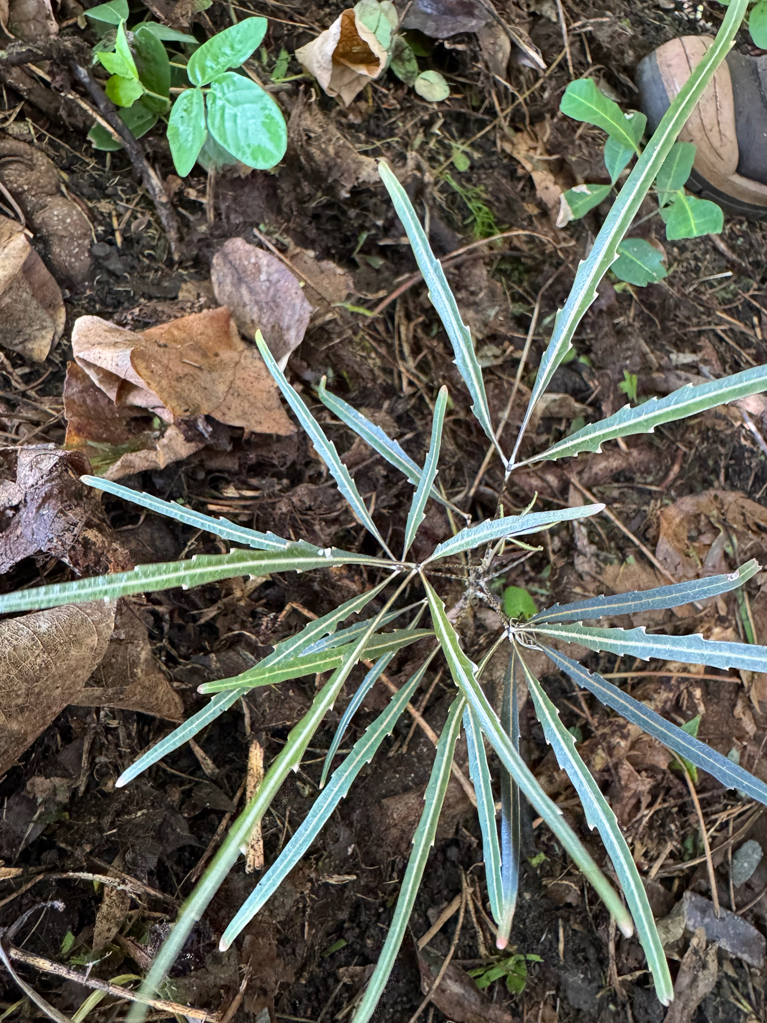 Imagem de Arália elegantíssima