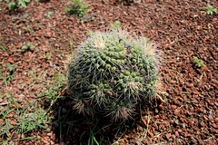 Mammillaria compressa