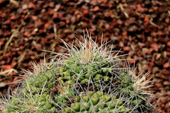 Mammillaria compressa