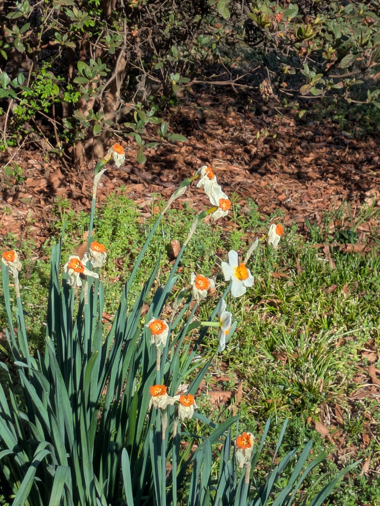 Narcissus